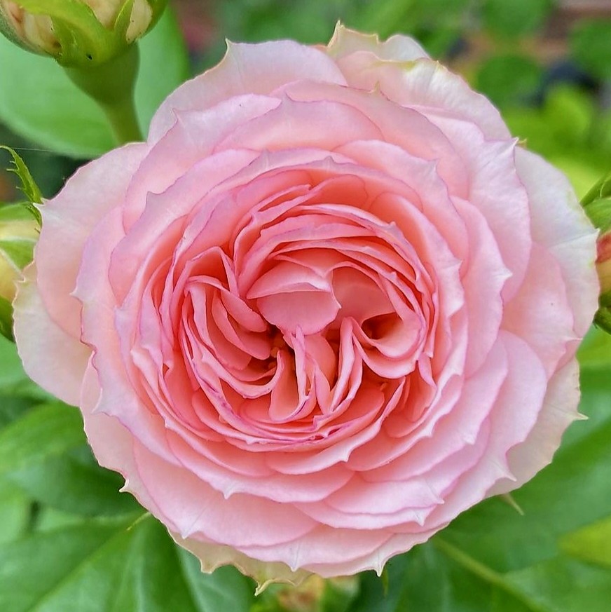 Mawar Lovely Rococo Lovely Rococo – SIA Jūrmalas rozes