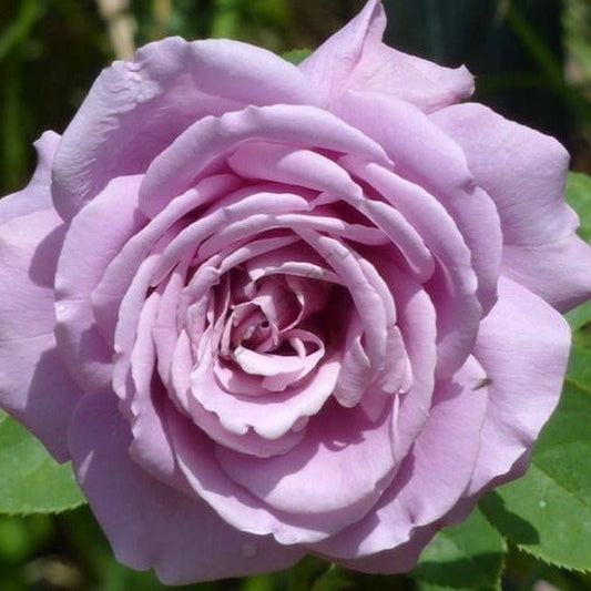 Saint-Exupery Rose