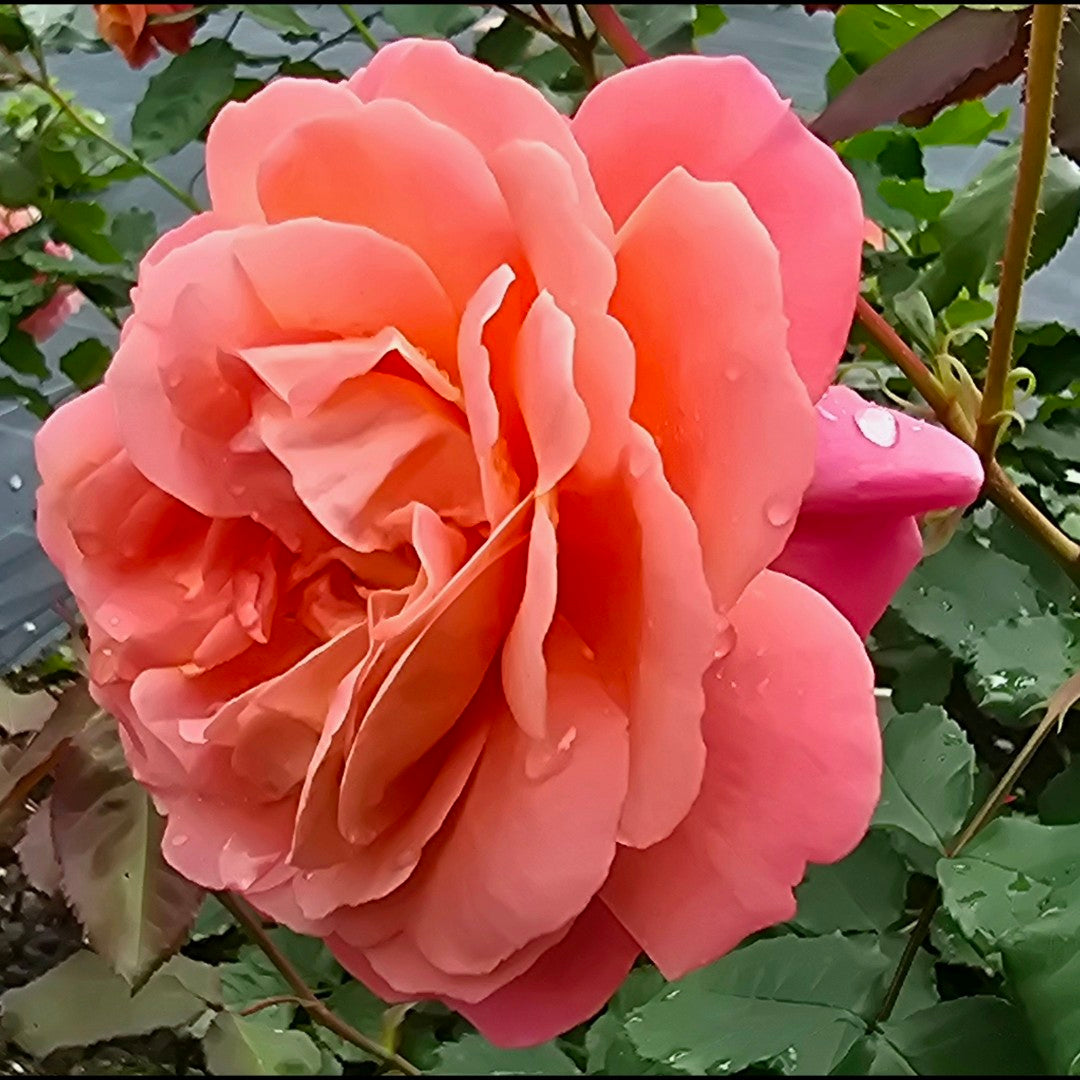 Jardin du Brule 