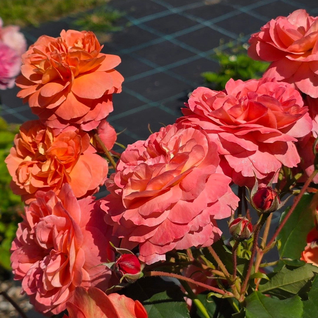 Jardin du Brule 