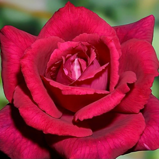 Countess Diana