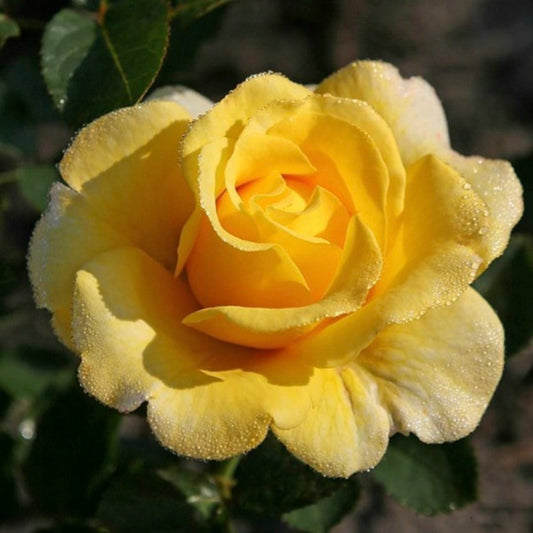 Sunmaid