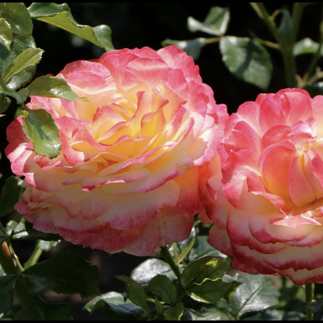 Rose der Hoffnung