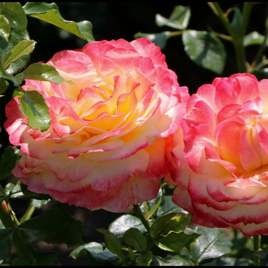 Rose der Hoffnung