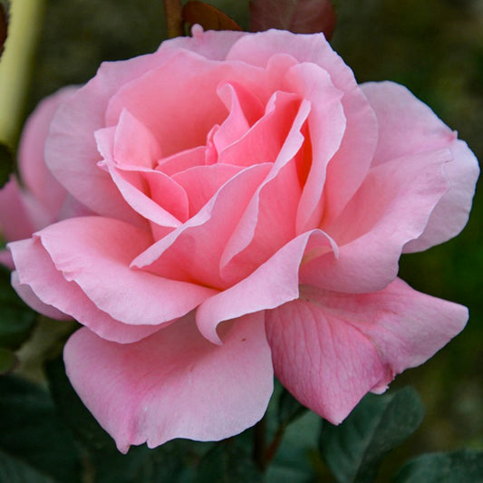Queen Elizabeth