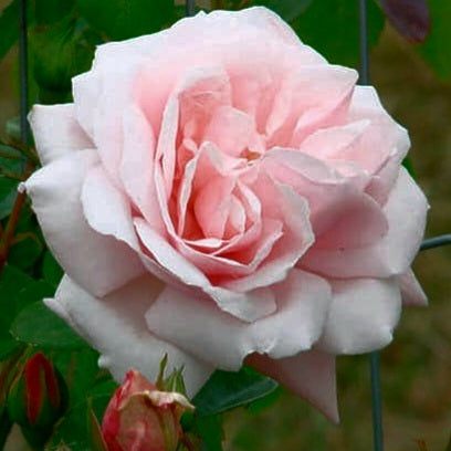 New Dawn/Everblooming Dr. W. Van Fleet