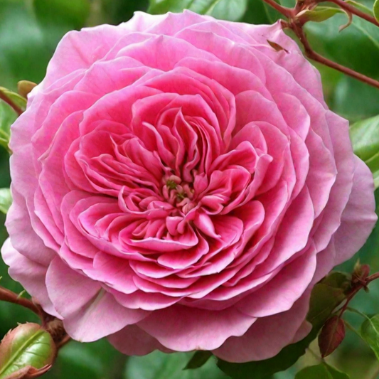 Pink Babyflor