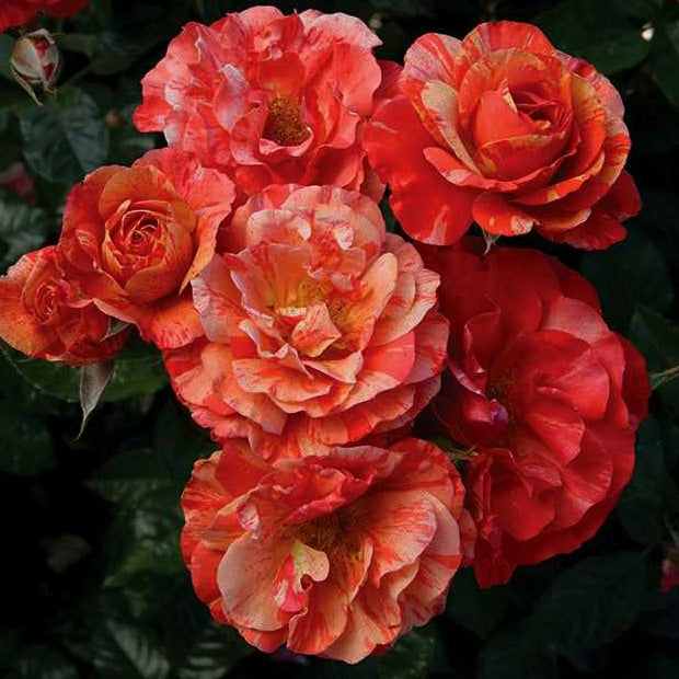 University of Chesters/Frida Kahlo