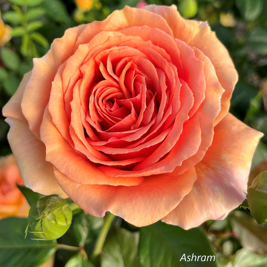 Ashram