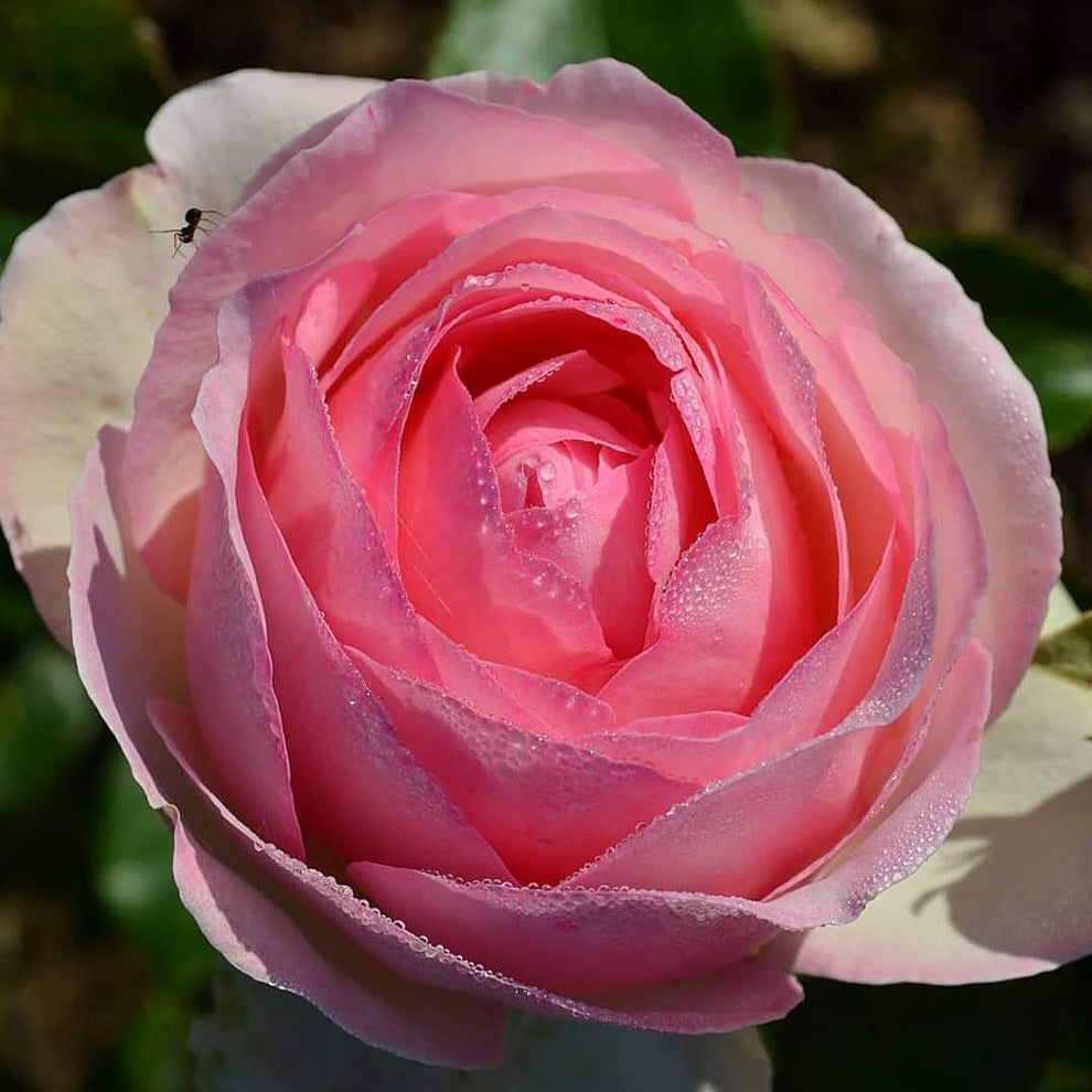 Eden Rose'85/Pierre de Ronsard
