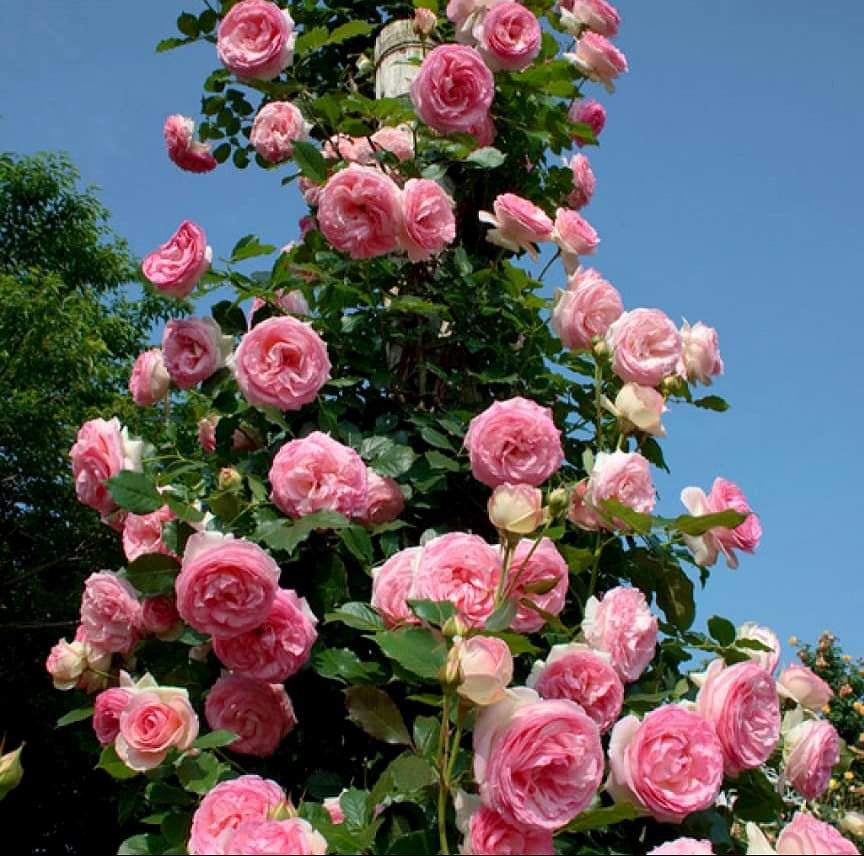 Eden Rose'85/Pierre de Ronsard