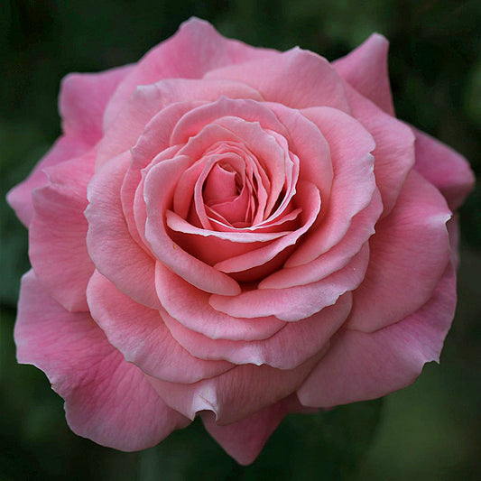 Tickled Pink
