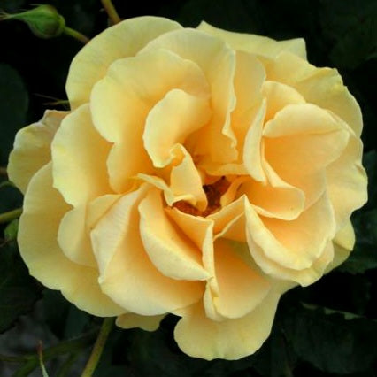 Goldener Olymp
