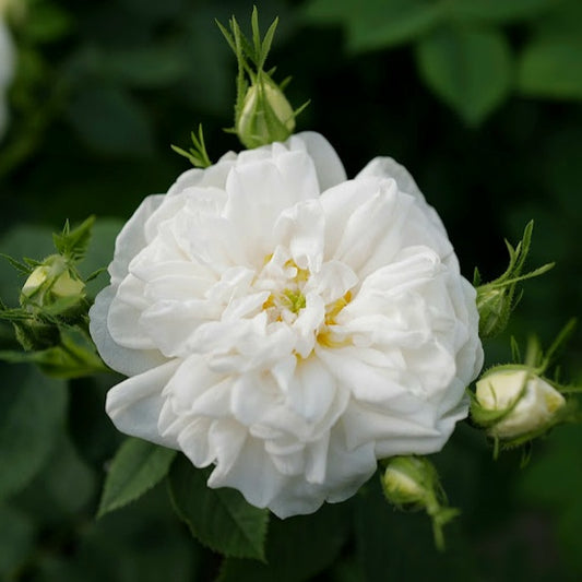Blanche de Castille