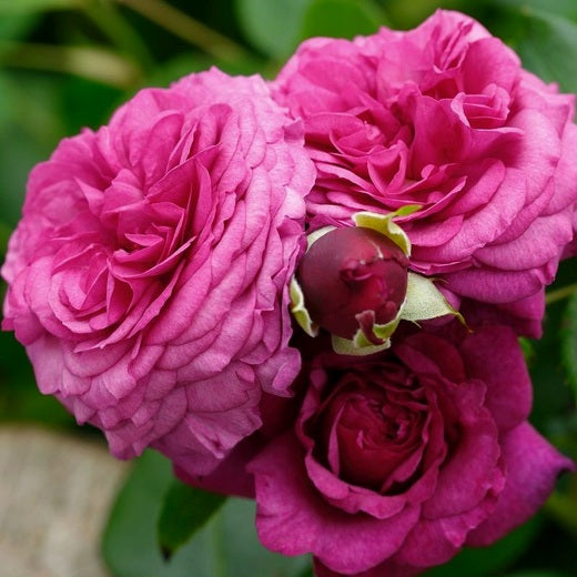 Kaffe Fassett