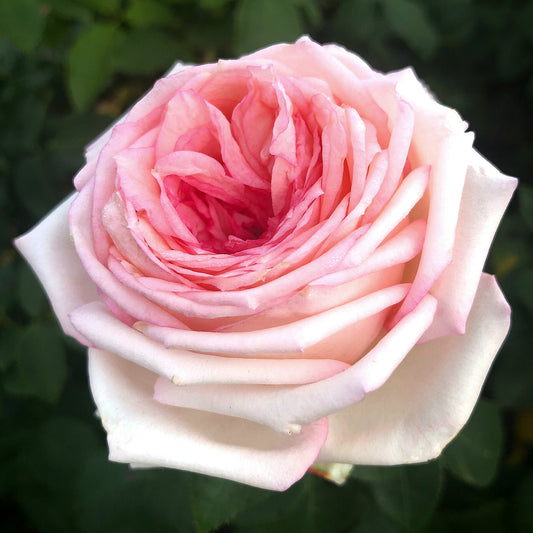 Meine Rose