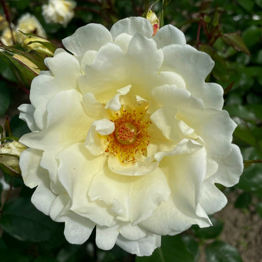 Mentor-Rose 