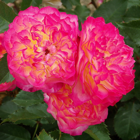 Perle de Cristal des Accordeons Maugein