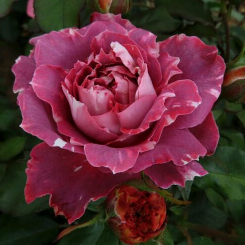 Rachael's Rose