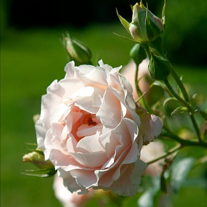 Rosa Rococo Rococo – SIA Jūrmalas rozes