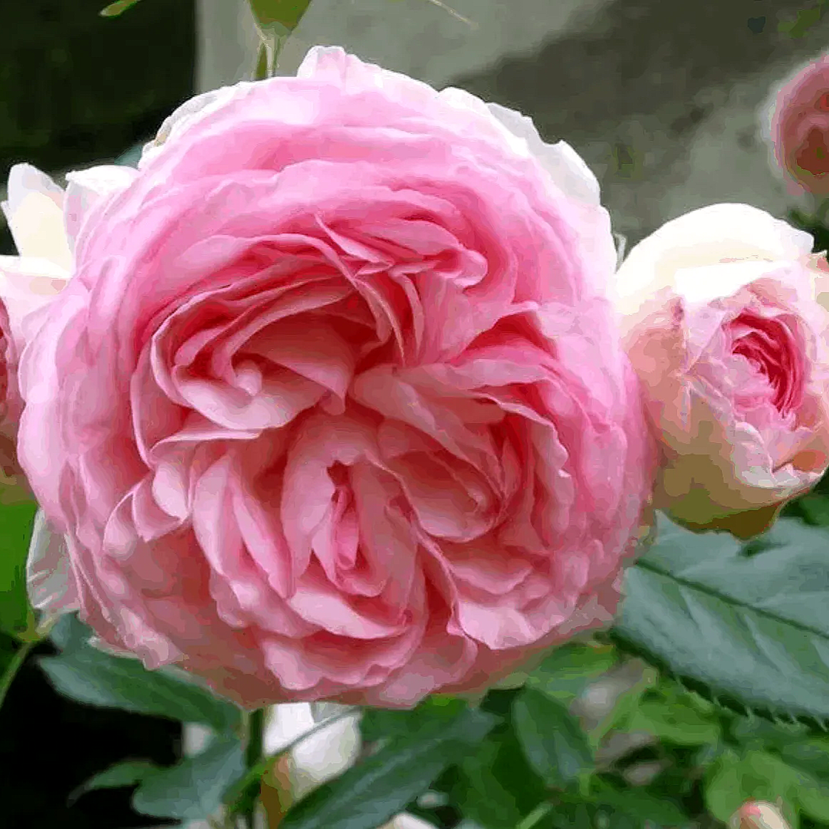 Pierre de Ronsard/Eden Rose'85