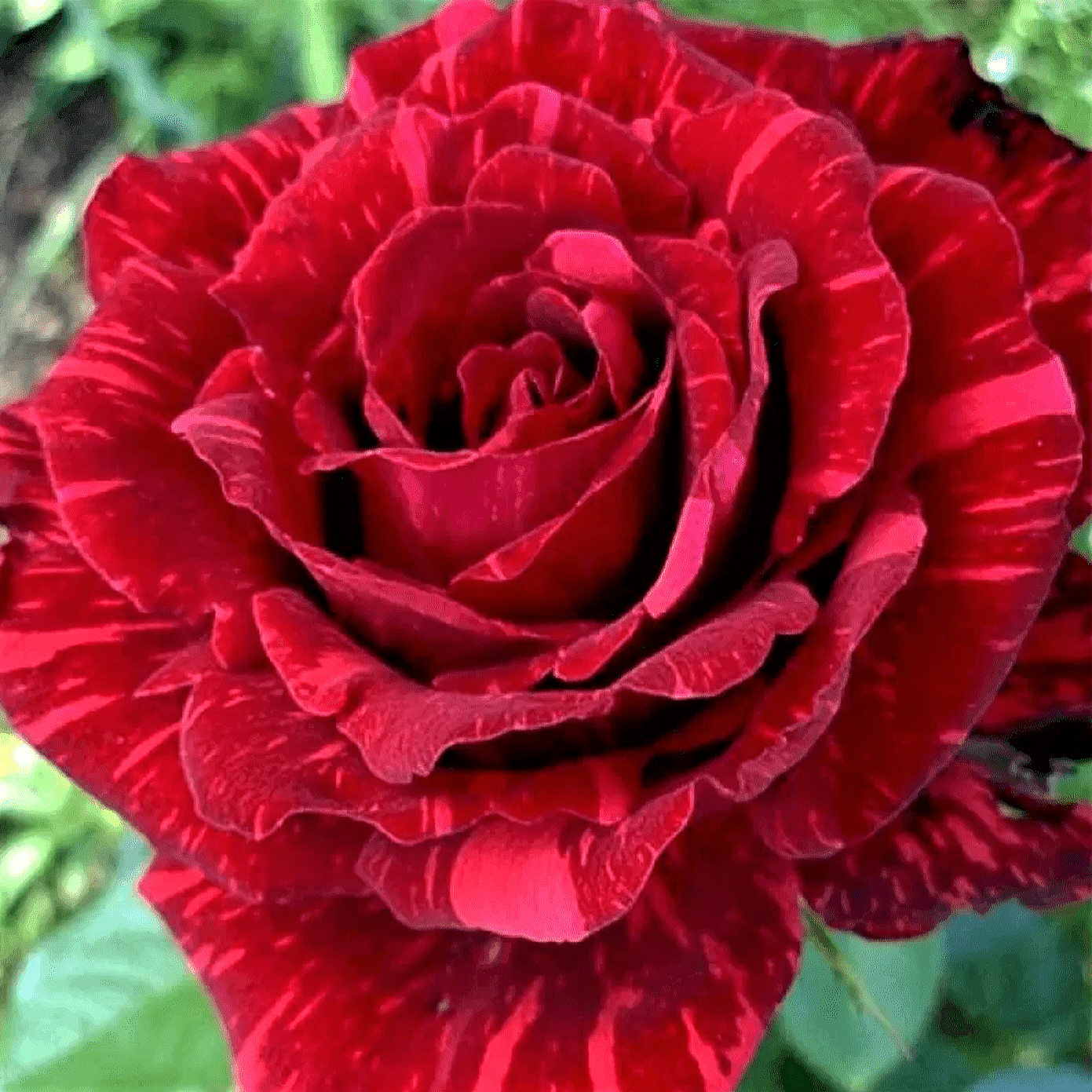 Red Intuition