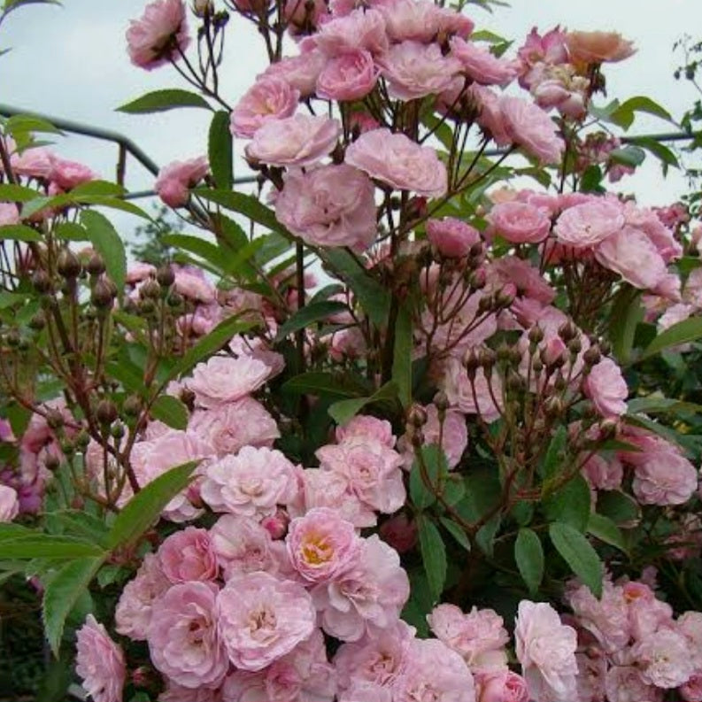 Heavenly Pink