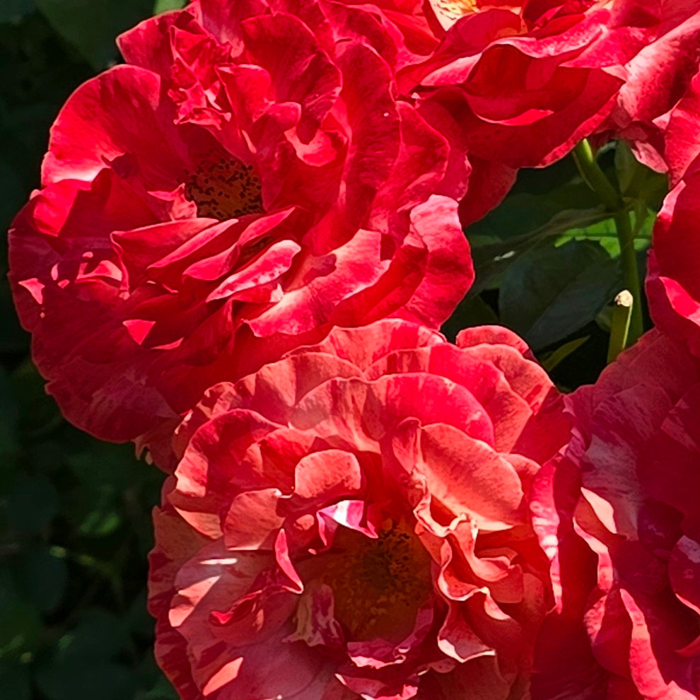 University of Chesters/Frida Kahlo