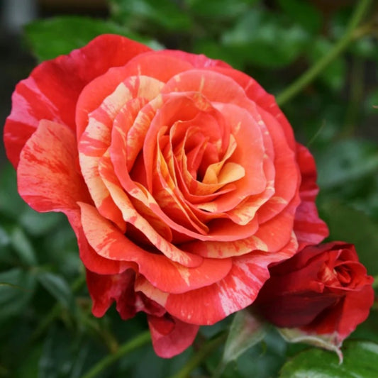 University of Chesters/Frida Kahlo