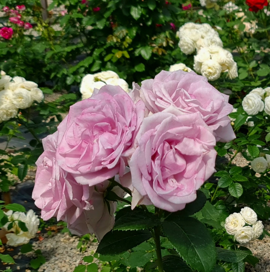 Sandra Renaissance – SIA Jūrmalas rozes