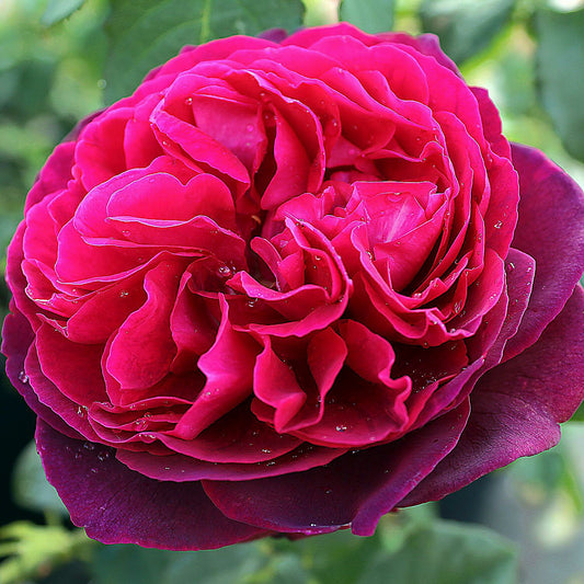 Astrid Grafin von Handenberg