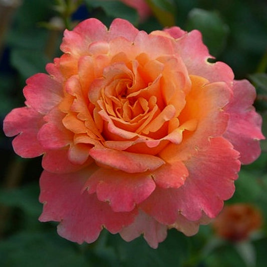 Frenesie