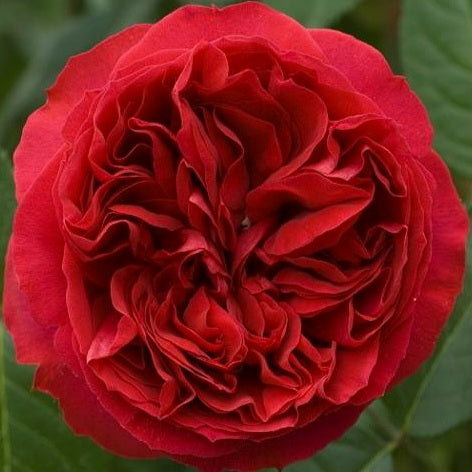 Red Eden Rose