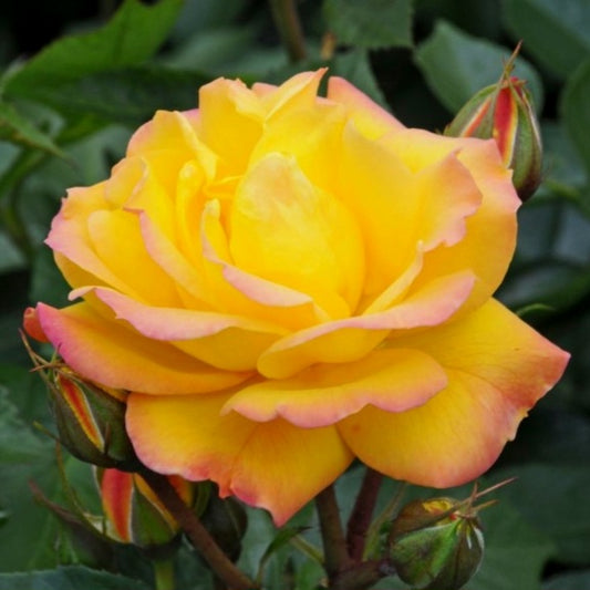 Goldmarie 82