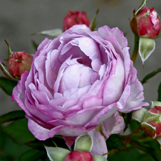 Herzogin Dorothea