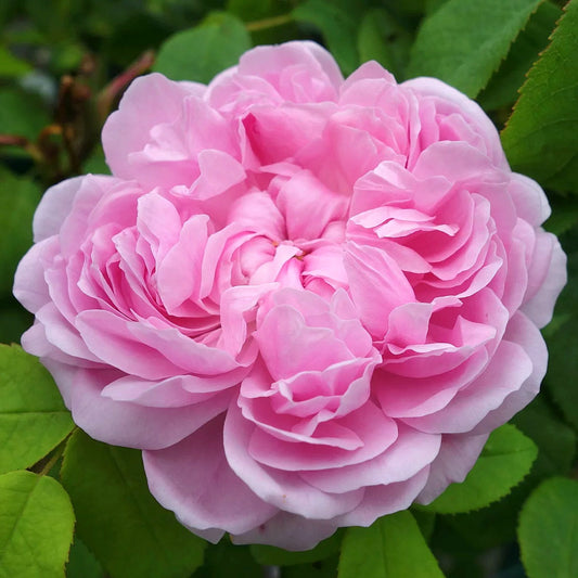 Jacques Cartier