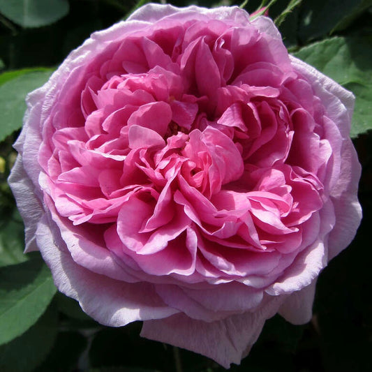 Madame Boll