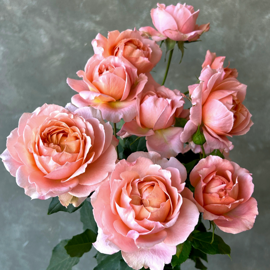 Julietta Spray