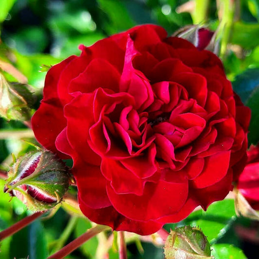 Crimson Siluetta