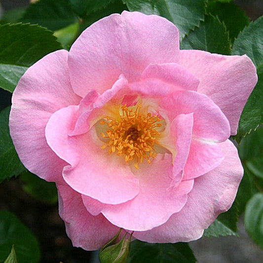 Pink Robusta