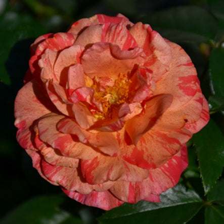 University of Chesters/Frida Kahlo