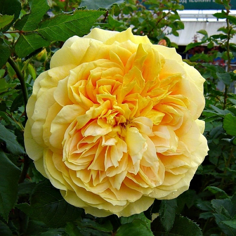 Golden Zest
