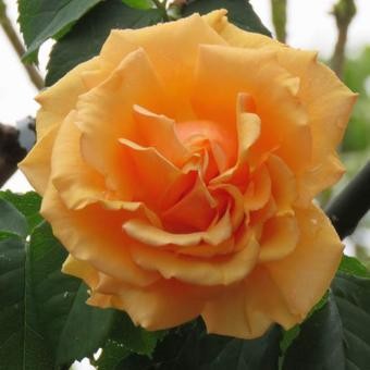 Goldener Olymp