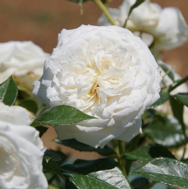 Blanche de Castille