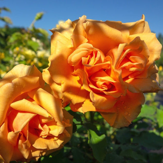 Goldener Olymp