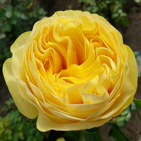 VIP New Yellow