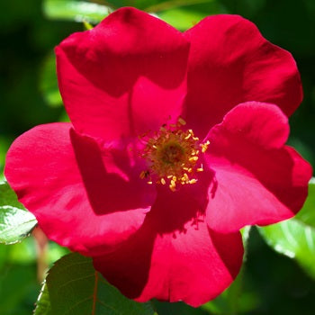 Red Rugostar