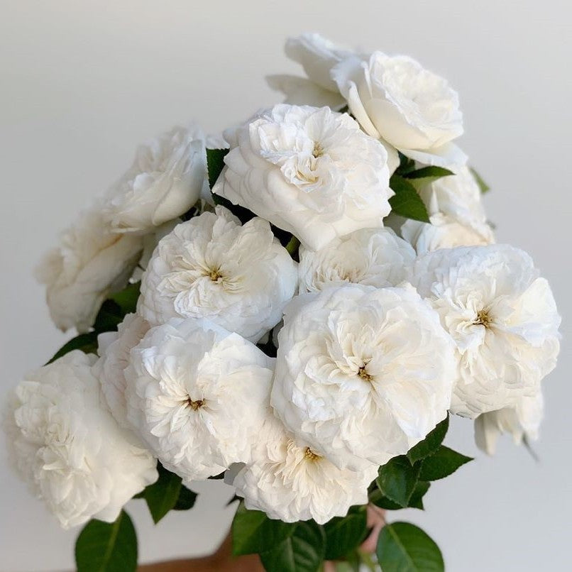 Blanche de Castille
