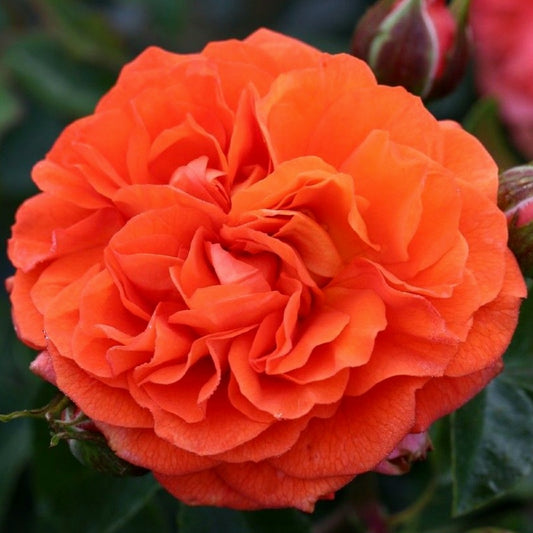 Orange Fairy