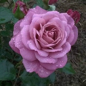 Magenta